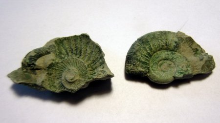 Ammoniten Gräfenberg Steinkern und Abdruck.jpg