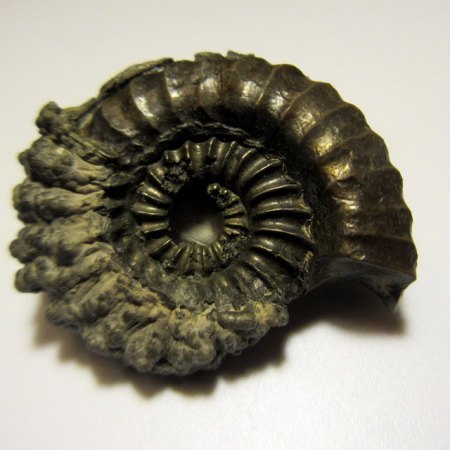 Ammonit Pleuroceras Lichtenfels (1).JPG