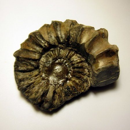 Ammonit Pleuroceras Lichtenfels (2).JPG