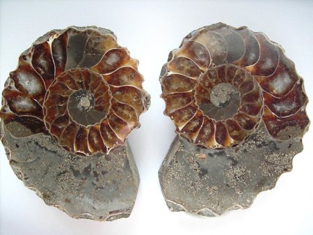 _Ammoniten-Paar Cleoniceras besairiei_5,5 x 4,5 cm je Stück_Mitsinjo_NW Madagaskar_Unterkreide Alb_Peter.JPG