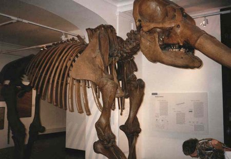 _Messel_Museum_Mammut-Skelett 1_Peter_0797.jpg