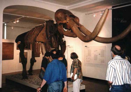 _Messel_Museum_Mammut-Skelett 2_Peter_0797.jpg