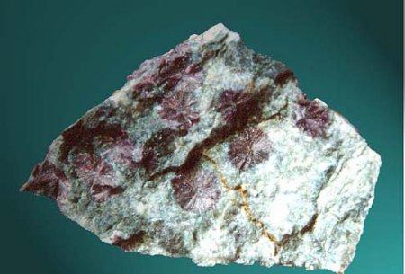 Mineralienkabinett McSchuerf