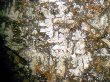 Bismutit -Wismut-Pseudomorphose SchneebergDSCN2799.jpg
