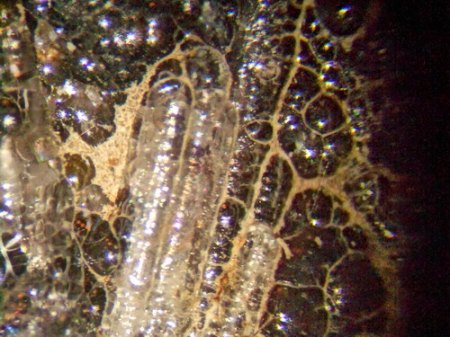 Hyalit-Pseudomorhose nachnAragonit Zinster Kuppe .JPG