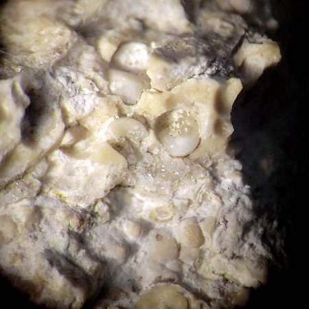 _Amöneburg_vor Dyckerhoff-Steinbruch_3.4.2014_Fossilien+Mineralien-Eigenfund Hydrobia + Calcit 3_BB 6 mm_Peter.JPG