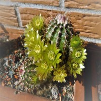 Echinocereus viridiflorus