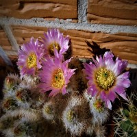 Echinocereus reichenbachii