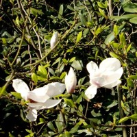 Magnolienköpfe