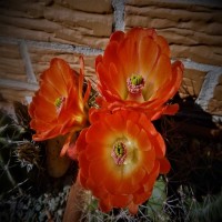 Echinocereus triglochidiatus